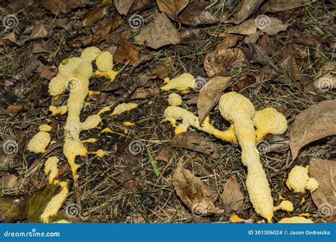 Dog Vomit Slime Mold Or Mould Royalty-Free Stock Image | CartoonDealer ...