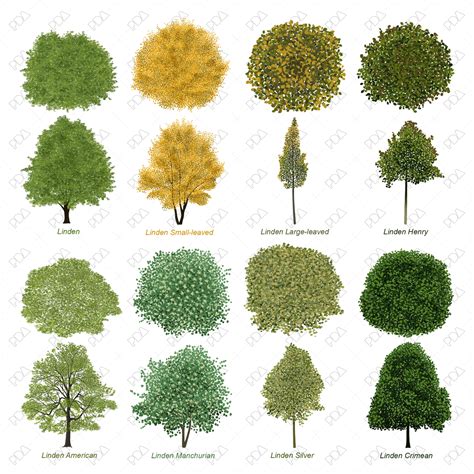 Image result for Visual Encoding Memory