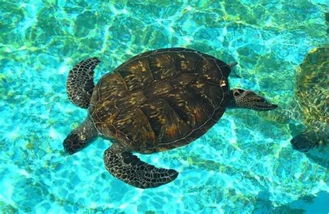 Sea Turtle 的图像结果