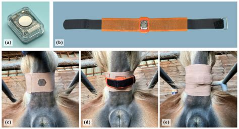 Prediction of Nocturnal Foaling Using Ventral Tail Base Surface ...