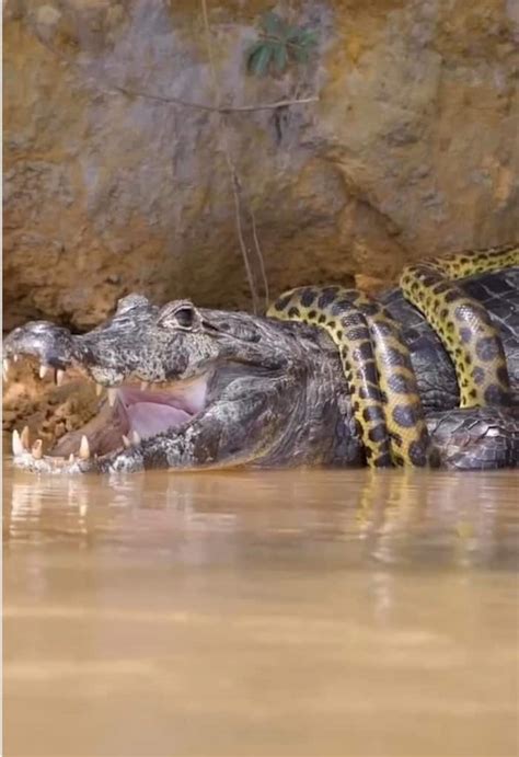 Image result for Python vs Crocodile