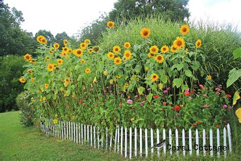 Zinnia garden, Sunflower garden, Rock garden landscaping
