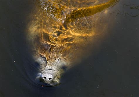 Where can I see manatees this spring break? Manatee season in Florida - where to see manatees near me