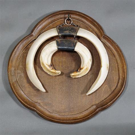 Large Vintage Wild Boar Tusk Trophy on Wooden Plaque, Germany 1970s For ...