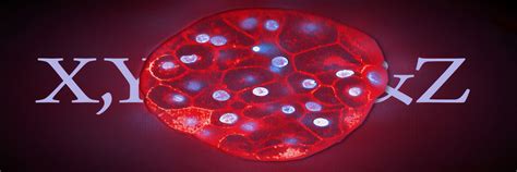 3D cellular imaging: some critical factors for success. | Revvity