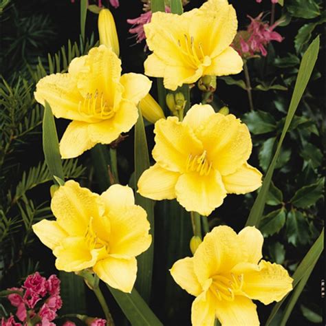 Hemerocallis X Happy Returns Daylily | SiteOne