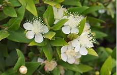 fiori di mirto mirto tarantino aromatiche mirto tarantino caratteristiche fiori di mirto mirto tarantino aromatiche mirto tarantino caratteristiche