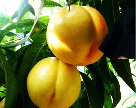 果农网上卖桃子，客户纷纷退货，原因是果实里有蛆，农民很无奈 - 知乎