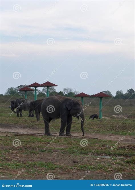 Sumatran Elephants With The Latin Name Elephas Maximus Sumatrensis ...