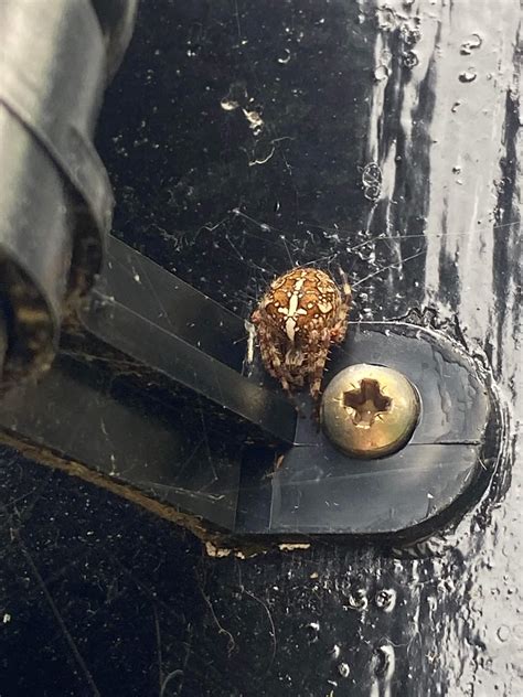 Anyone know what spider this is? : r/arachnids