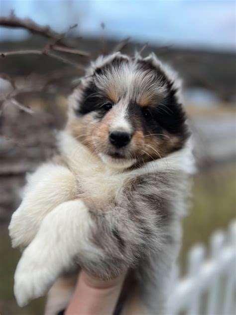 Blue Merle Sheltie Puppies