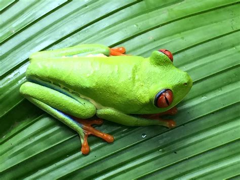 ECO TOURS COSTA RICA - All You Need to Know BEFORE You Go (with Photos ...