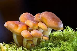 fungi 的图像结果