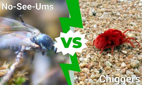 No See Ums vs Chiggers: Key Differences Explained - A-Z Animals