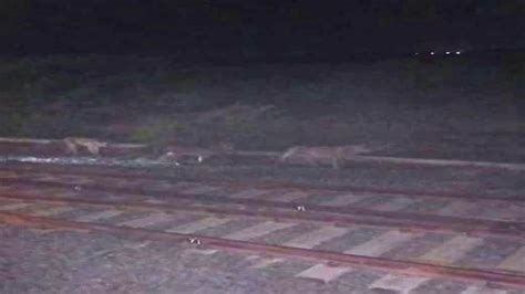 Gujarat: Locopilot's Quick Action Saves Pride of Lions On Railway ...