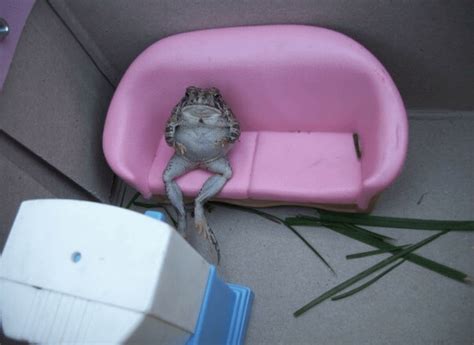 Image result for Cursed Toad Meme