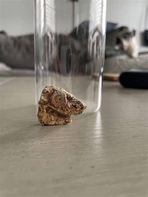 I found this beach combing in Washington state : r/Damnthatsinteresting