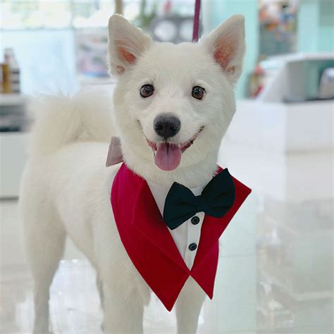 Red Velvet Tuxedo Vest Bandana for Pets | Dogobow Hyderabad