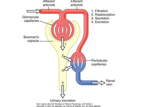 SOLUTION: How is urine formed learn easy - Studypool