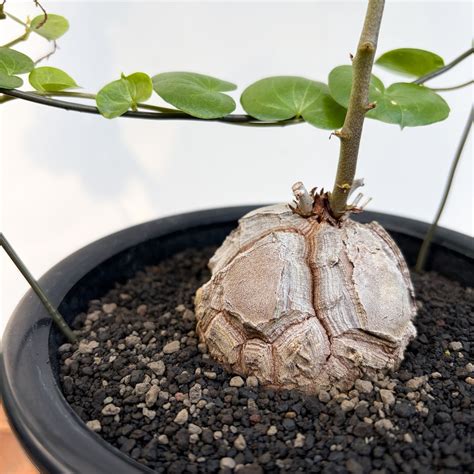Dioscorea elephantipes【ディオスコレア・亀甲竜・実生】 | RIMO'S GREEN 【Saboten & Succulent】