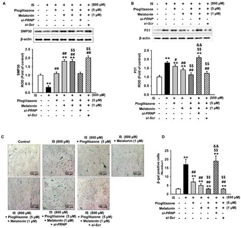 Co-Administration of Melatonin Effectively Enhances the Therapeutic ...