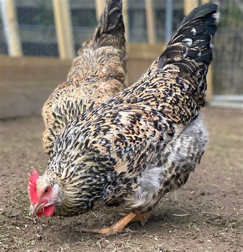 Swedish Flower Hen Hatching Eggs