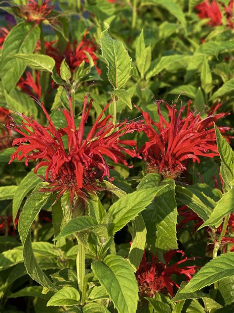 Perennial Bee Balm (monarda) Fire Marshall - Fergusons Garden Center