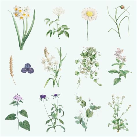 Gemischte Sommerblumen | Kostenlose Vektor