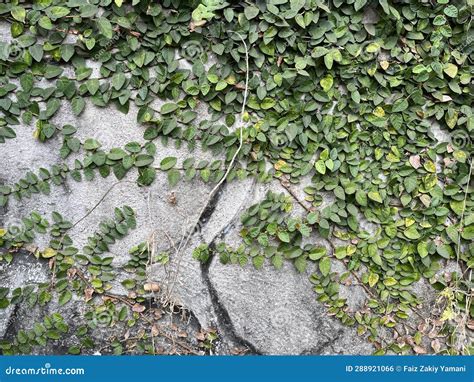 Green Leaves and Stems Vine in Front of Concrete Wall Stock Photo ...