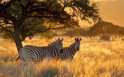 Bing Zebra Wallpaper 的图像结果