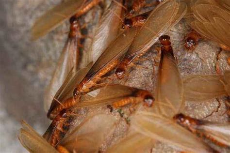 白蚁吃什么东西,有什么危害 - 农敢网