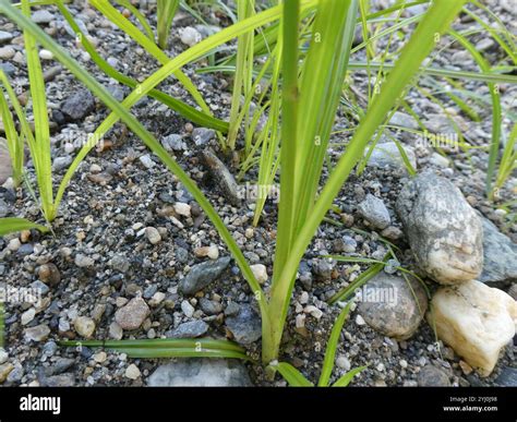 yellow nutsedge (Cyperus esculentus Stock Photo - Alamy
