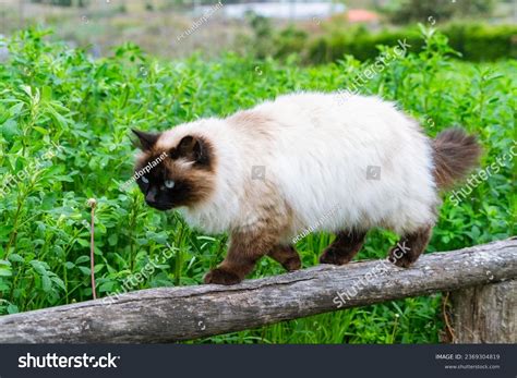 Male Specimen Siamese Himalayan Persian Cat Stock Photo 2369304819 ...