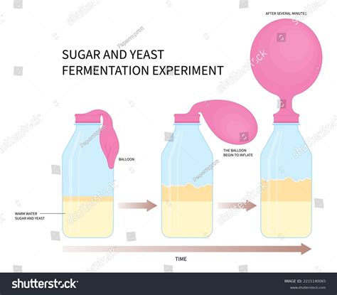 Yeast Fermentation Diagram
