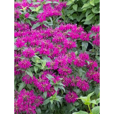 Monarda didyma Balmy Purple - Bee Balm