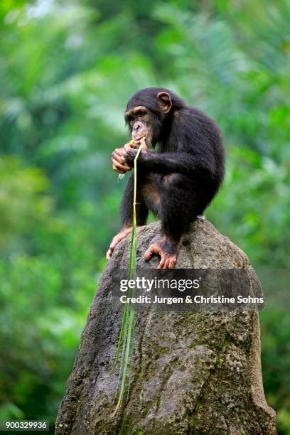 Image result for Chimpanzee Using Tools
