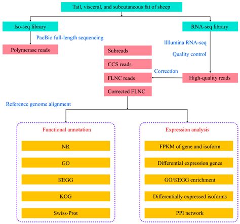 Full-Length Transcriptome and Gene Expression Analysis of Different ...