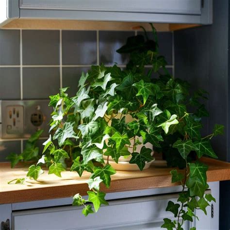 How To Propagate English Ivy? (Soil+Water Propagation Guide) » Simplify Plants - can you grow ivy in water