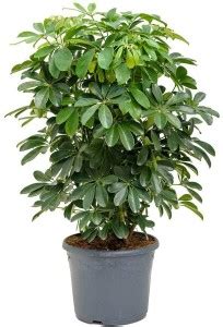 Amazing Gurden Schefflera Plant Price in India - Buy Amazing Gurden ...