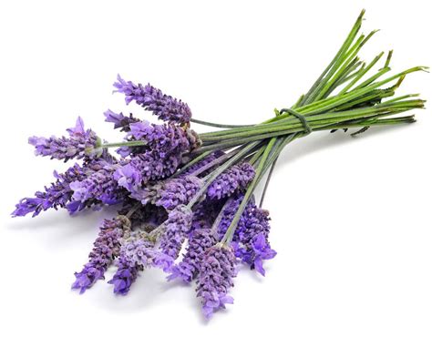 Buy Lavender seeds online at AllThatGrows | Lavender Seeds for Home ...