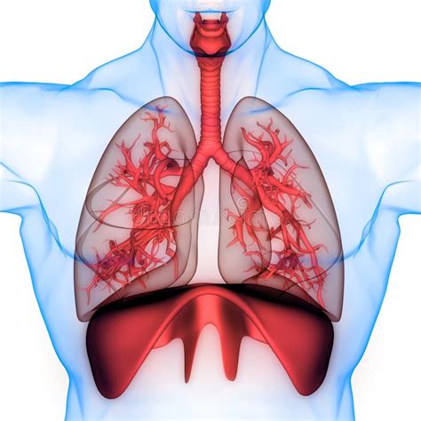 Image result for Lung Segmentation Using CNN