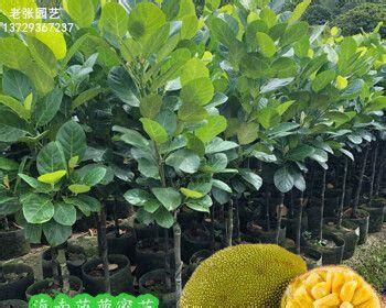 菠萝蜜的种植与养护全攻略（适合什么地方种植、怎样才能让菠萝蜜长得更好？） - 花卉百科 - 繁趣花卉网