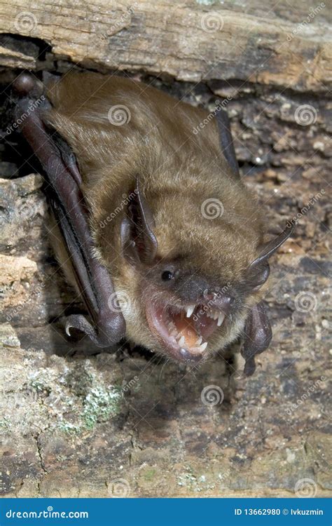 Big Brown Bat, Eptesicus Fuscus, Mouth Open Showing Fangs Royalty-Free Stock Image ...