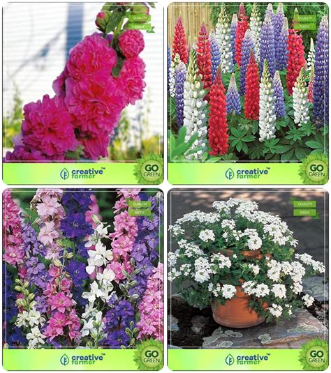 Creative Farmer Flower Seeds : Flower Seeds For Indian Climate Combo ...