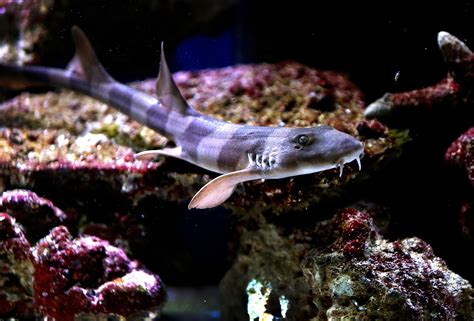 Home Saltwater Aquarium Sharks