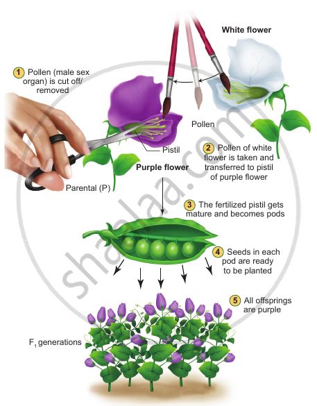 Monohybrid Cross | Shaalaa.com