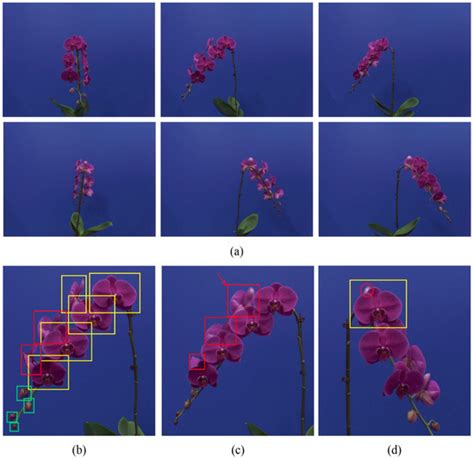 Potted Phalaenopsis Grading: Precise Bloom and Bud Counting with the PA ...