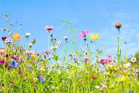 When And How To Plant Wildflower Seeds: Make Your Wild Wonderland