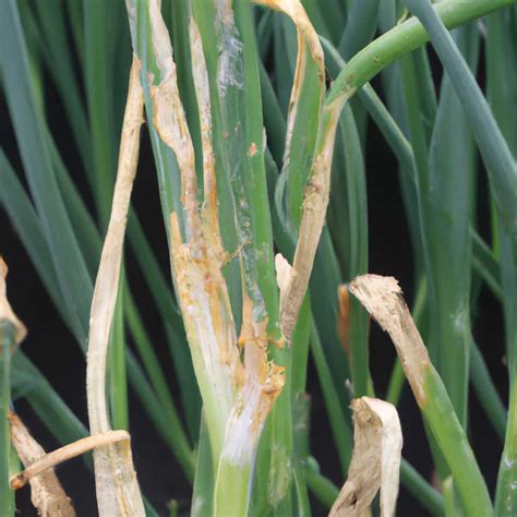 Onion Leaf Miner Damage Symptoms at Constance Woodford blog