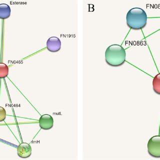 Image result for STRING Protein Interactions